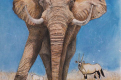 Africanelefant