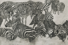zebras
